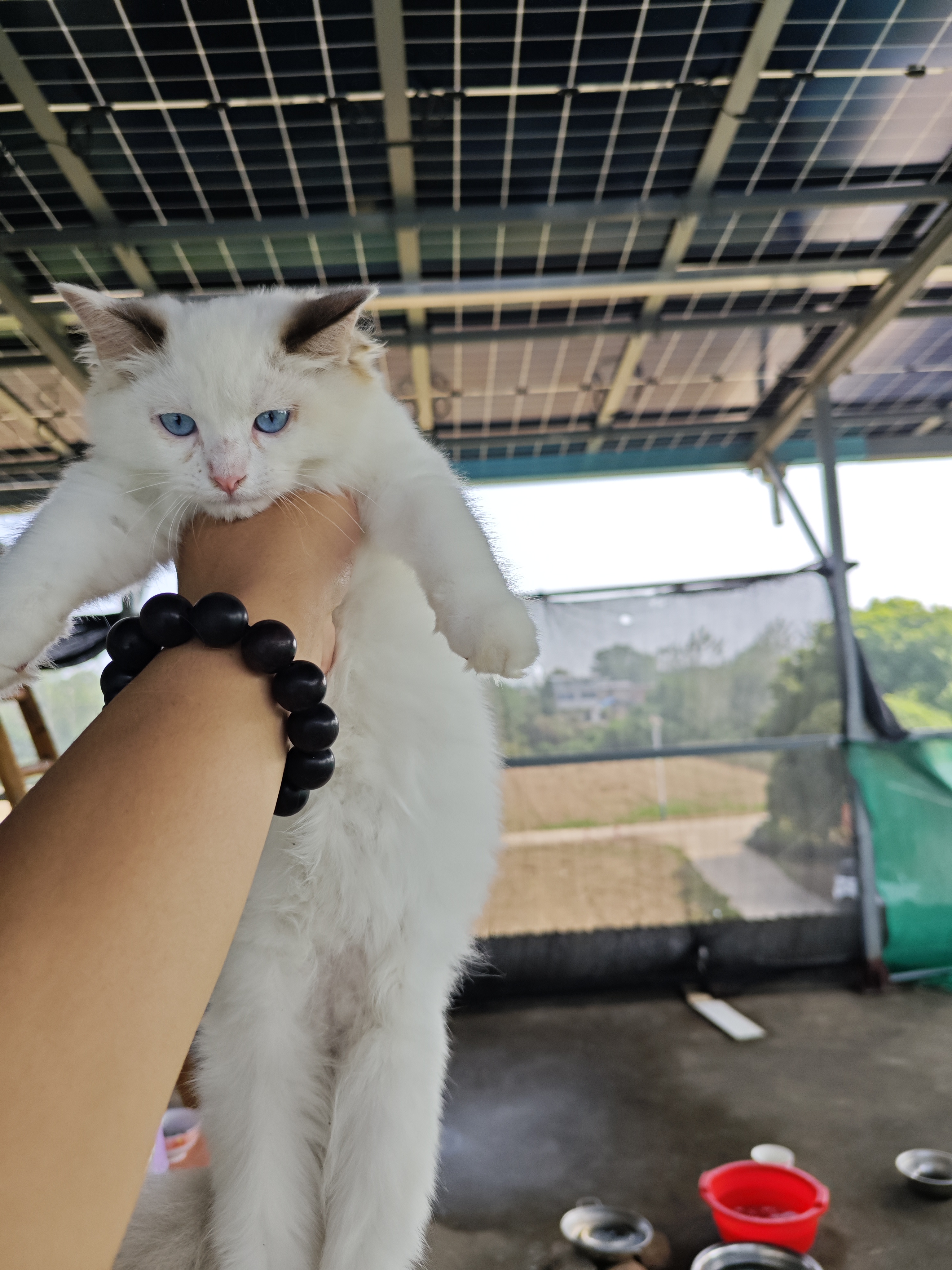 海双布偶妹妹一只，已经打了两针疫苗，活泼可爱，能吃能喝啦～